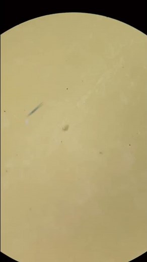 Plastic cheese under the microscope reveals the craziest find!