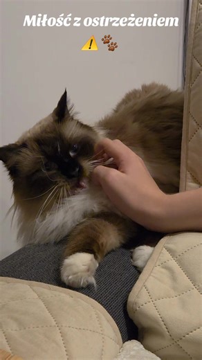 POV: You forgot who really owns the house 😼 POV: Zapomniałaś, kto tu rządzi 😅 #ragdoll #catsoftiktok #kot #kociamama #petsoftiktok