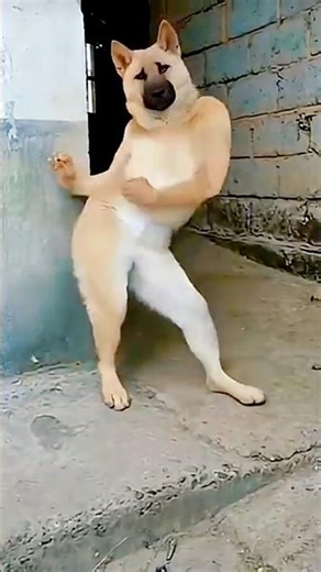Innocent Dog Dance #shorts #funny #dog