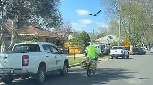 Postman Completely Unfazed As Magpie Launches Repeated Attacks