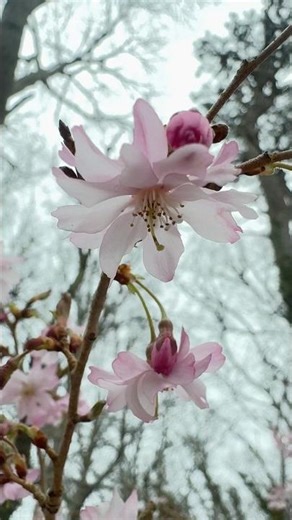 Standing By Stunning Cherry Blossom Tree 🎶🌸 #floweringplants