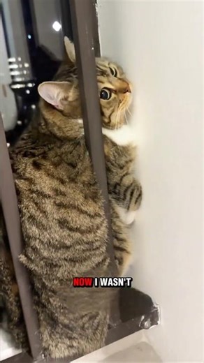 How to get your cat used to a new house 😼 #cat #pets #adoptstrays