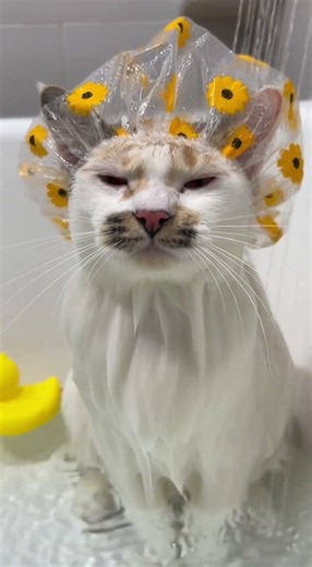 Shower cat and Bath cat vibes #cats #catsvideos