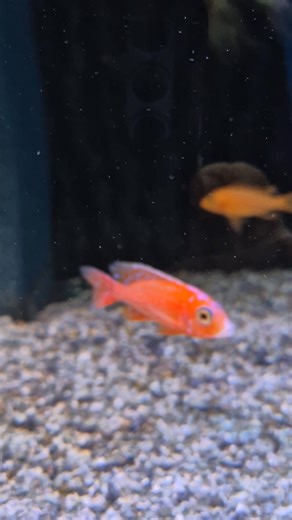 Aulonocara Fire Fish! 🤩 Idag packar vi upp nya fiskar! Välkommen till Akvarievalvet! 💦 #akvarievalvet #malawiciklider | Akvarievalvet