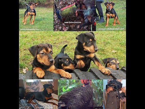Heideterrier Welpen 2022 / Ulla x Boris von der Lönsmeute / Working Puppies /Schwarzwild Jagdterrier