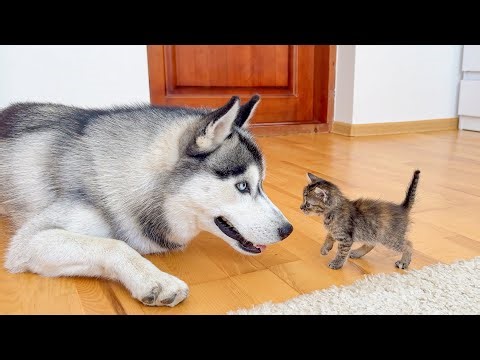 Giant Husky Comforts a Frightened Tiny Kitten — Love at First Sight!