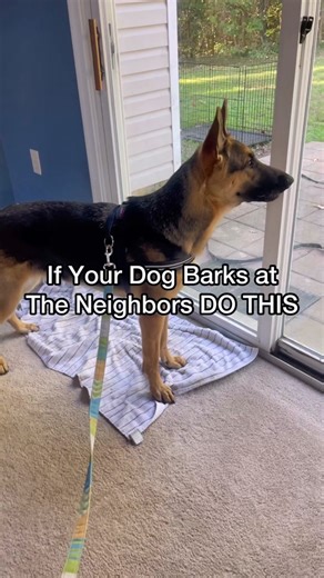 How to Stop Dog Barking at Neighbors: Effective Tips for Training