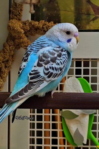 1.1K views · 24 reactions | Blue Parakeet #blueparakeet #bluebird #finch #parakeet #birds #flyingcreatures #flyinganimals #wildlife #wildanimals #animals #animallover #animals #wildanimals #wildlife #animallovers #adsonreels #wildlifelover #naturelover #fbreels #reelsviral #reels #naturelover #viralanimals #godscreations #godscreationsarebeautiful | Vie Perez | Facebook