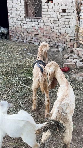 The cobra snake rode on the lambs.sheep