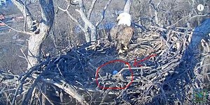 DC Eagle Cam 2017: Egg Spotted in Bald Eagle Nest