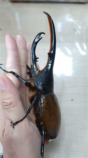 Strongest Hercules beetle in south of America - Dynastes hercules lichyi (origin:Ecuador) #insects