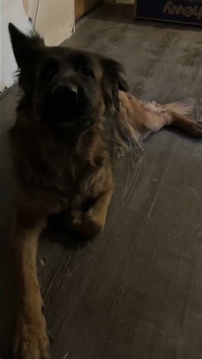 German Shepherds Howling