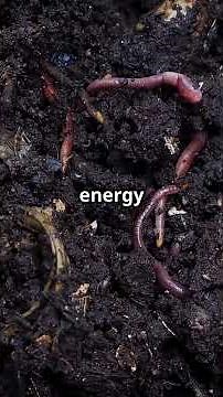 Coupling energy balance and carbon flux during cellulose degradation in arable soils