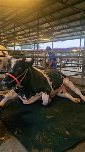 Belgian Blue cows of Bangladesh