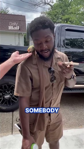 Bird refuses to leave UPS driver's shoulder