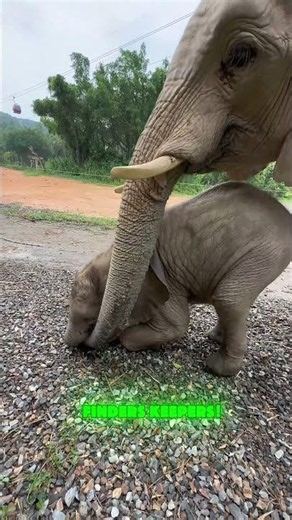 🐘🥭😂The elephants are fighting over their favorite treat and things are getting wild! #FunnyAnimals