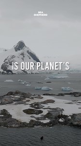What if we could stop the destruction of #Antarctica's wildlife? Together, we can make it happen 🙌 Every year, krill trawlers strip away the vital food source for penguins, whales, and seals. With your help, we’ve already exposed their destructive impact—but the fight isn’t over. Next year, we're heading back to protect this fragile ecosystem and take on these relentless trawlers when they least expect it. Your support fuels this mission. Let’s fight for Antarctica’s future—join us today! https