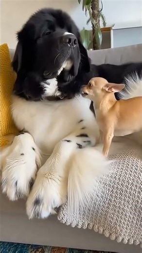 The little guy kept barking until the giant had enough! 🐻