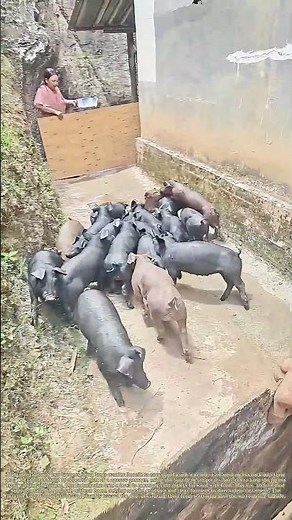 Guiding the Herd: Herding Runaway Piglets Back to Their Pen