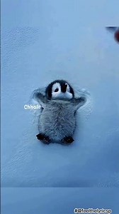 🐧 Golu Molu Cute Patero | Cute Penguin Song with Lyrics #trending #viral #song #shortvideo