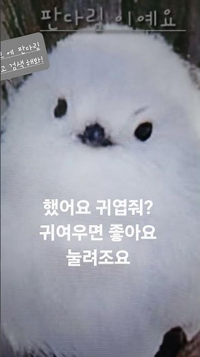 귀여운 사진 모음💗