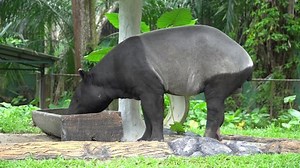 Tapir Tapirus Indicus Close-up Large Herbivorous Stock Footage Video (100% Royalty-free) 1086557279 | Shutterstock