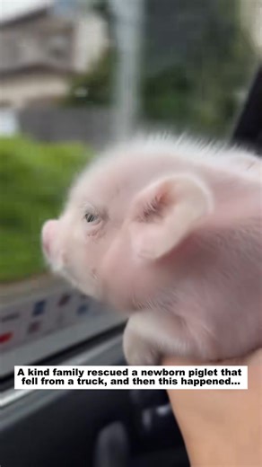 Fulll viideo here👇👇 https://dogs.khoaluantotnghiep.net/3456/16/ kind family rescued newborn piglet fell truck, th See part 2 in the comments below.👇👇 | Tail to Tale Rescue