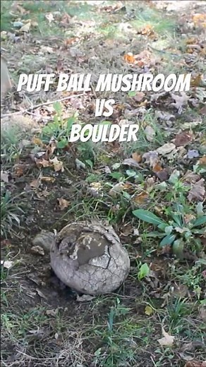 #puffballmushroom #puffball #bouldering #smash #nonsense
