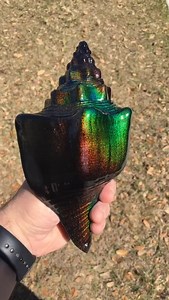 15 reactions | Here is a color changing “Mood” conch shell that we painted up with our 12 color Liquid Crystal®!  I think it turned out pretty amazing!! 朗 Get your Liquid Crystal® at SolarColorDust.com! ☺️ #solarcolordust #moodconch #colorchangingseashell #moody #liquidcrystal #thermochromic | SolarColorDust.com | Facebook