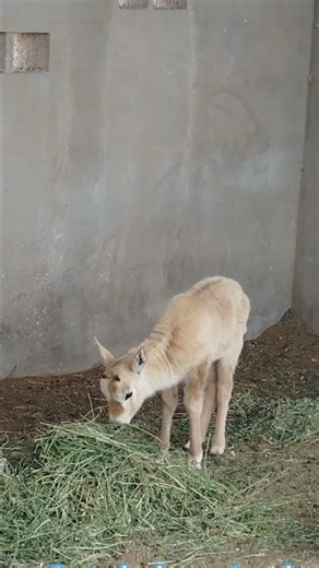 looking very Cute baby Oryx 🐐 🐐🐐 Cute se baby Oryx