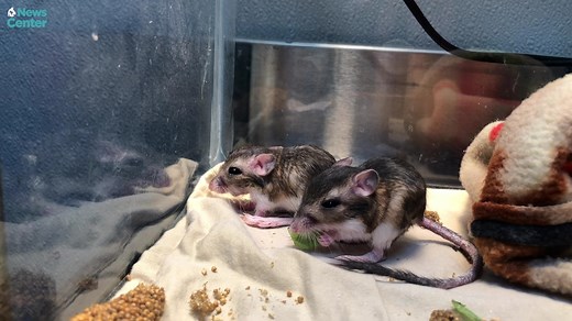 Two rare baby Kangaroo Rats are getting life-saving care at Project Wildlife. Did you know some of these species are endangered and they live right in our backyard?! | San Diego Humane Society