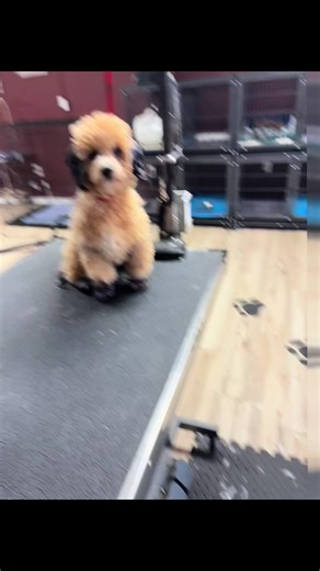 Poodle Grooming: Transforming Layla's Look with Dye