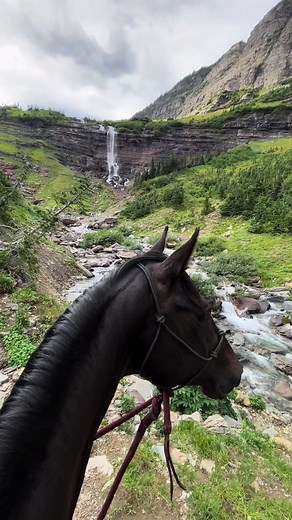 Chasing waterfalls with the baby bronc 🥰 Her version of taking it all in is a little more chaotic than Thelma’s slow, panning gaze. But to be fair, when you’re just starting your trail adventures there’s more to see than can ever be seen and she’s gotta see it ALL #saké #montana #glaciernationalpark #waterfall #chasingwaterfalls #equineasmr #asmr #reddeadredemption2 #horses #colt #backcountry #trailriding #greengoldandblues