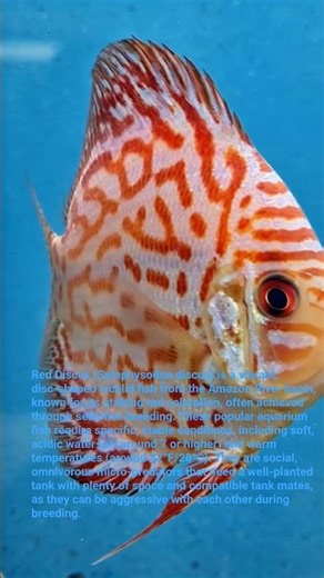 Heckel Discus amazon fish rare expensive