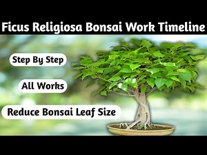 Ficus Bonsai Ultimate Guide