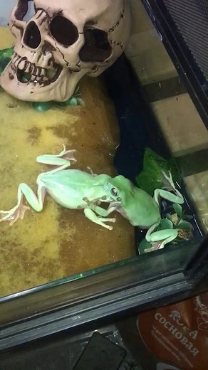 Лягушки: рекомендации по увлечению хобби