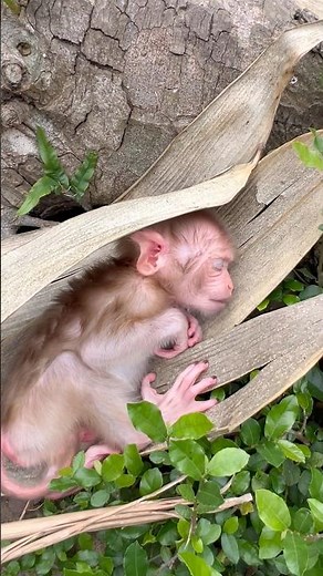 Kiki the monkey escaped from her mother and went to sleep under a tree in the garden.