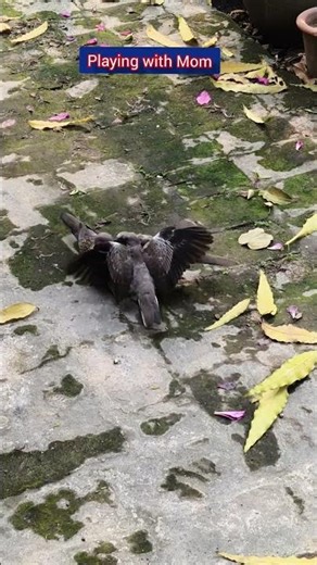 Bird family at my front yard. #youtubeshorts #birds