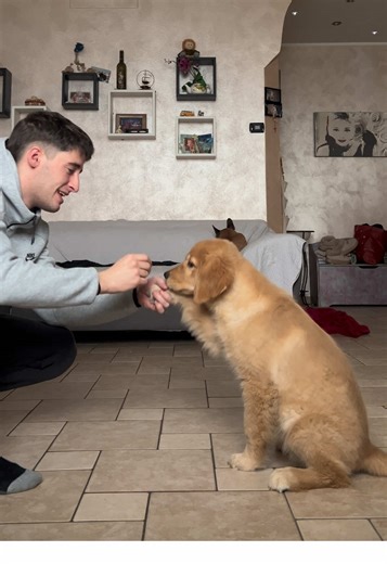 Un po di addestramento per i comandi base e per stimolare la sua intelligenza, voi lo fate ai vostri? ❤️🐾 #dogsoftiktok #training #tempo #fy #dog