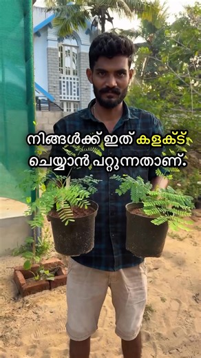 🌼 Yellow Gulmohar | Rare Flowering Tree | Kerala First Launch 🌼 കേരളത്തിൽ ആദ്യമായി എത്തുന്ന 🔥 വളരെ rare ആയ Yellow Gulmohar പൂമരം 🔥 സാധാരണയായി നമ്മൾ കാണുന്നത് Red Gulmohar ആണെങ്കിലും, 👉 Yellow Gulmohar (Golden Gulmohar) ഇപ്പോൾ ആദ്യമായി വിൽപ്പനയ്ക്ക് ✨ 🌳 റോഡ്സൈഡ്, പാർക്ക്, സ്കൂൾ, റിസോർട്ട്, വലിയ വീടുകൾ എല്ലായിടത്തും landscape beauty കൂട്ടുന്ന 👉 Long life flowering tree 🌼 വേനൽക്കാലത്ത് മഞ്ഞ നിറത്തിൽ പൂക്കളാൽ നിറയുന്ന 🌼 കണ്ണിന് കുളിർമ നൽകുന്ന 🌼 Collectors & garden lovers-ന് must have plant