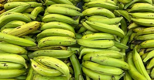 Un racimo de plátano verde cuesta hasta USD 15 en Guayaquil
