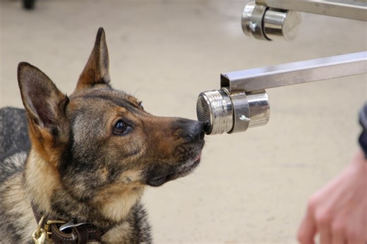 Army lab supports four-legged warfighters in explosive detection