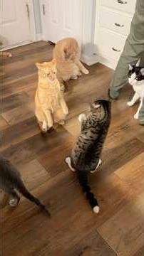 Mikey was the instigator tonight 🤣😆 #cats #dinnertime #catseating #catlife #wobblycat