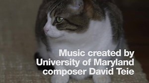 Scientists created this “song”—laden with purring and the sucking sound of nursing kittens—to appeal specifically to cats. Find out how they responded and hear more clips tailor-made for animals: http://on.natgeo.com/1G08pqG | National Geographic