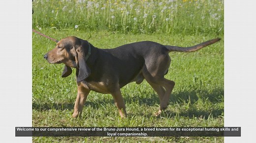 Bruno Jura Hound: The Ultimate Hunting Companion and Loyal Family Pet