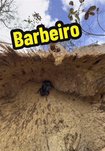 Descubra o Besouro Barbeiro na Fazenda