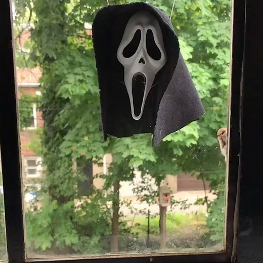 This squirrel knows how to Halloween 😂 | VT