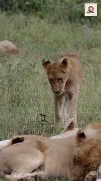 lioness playing with her cute cubs