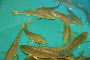 US Partnership to Boost Farmed Fish Production | Aquaculture