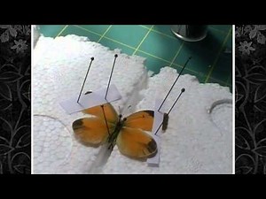How To Spread Your Butterflies (Lepidoptera)
